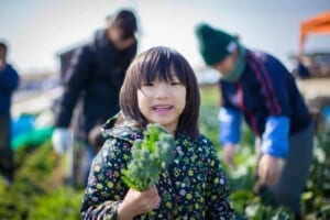 旬の野菜収穫体験